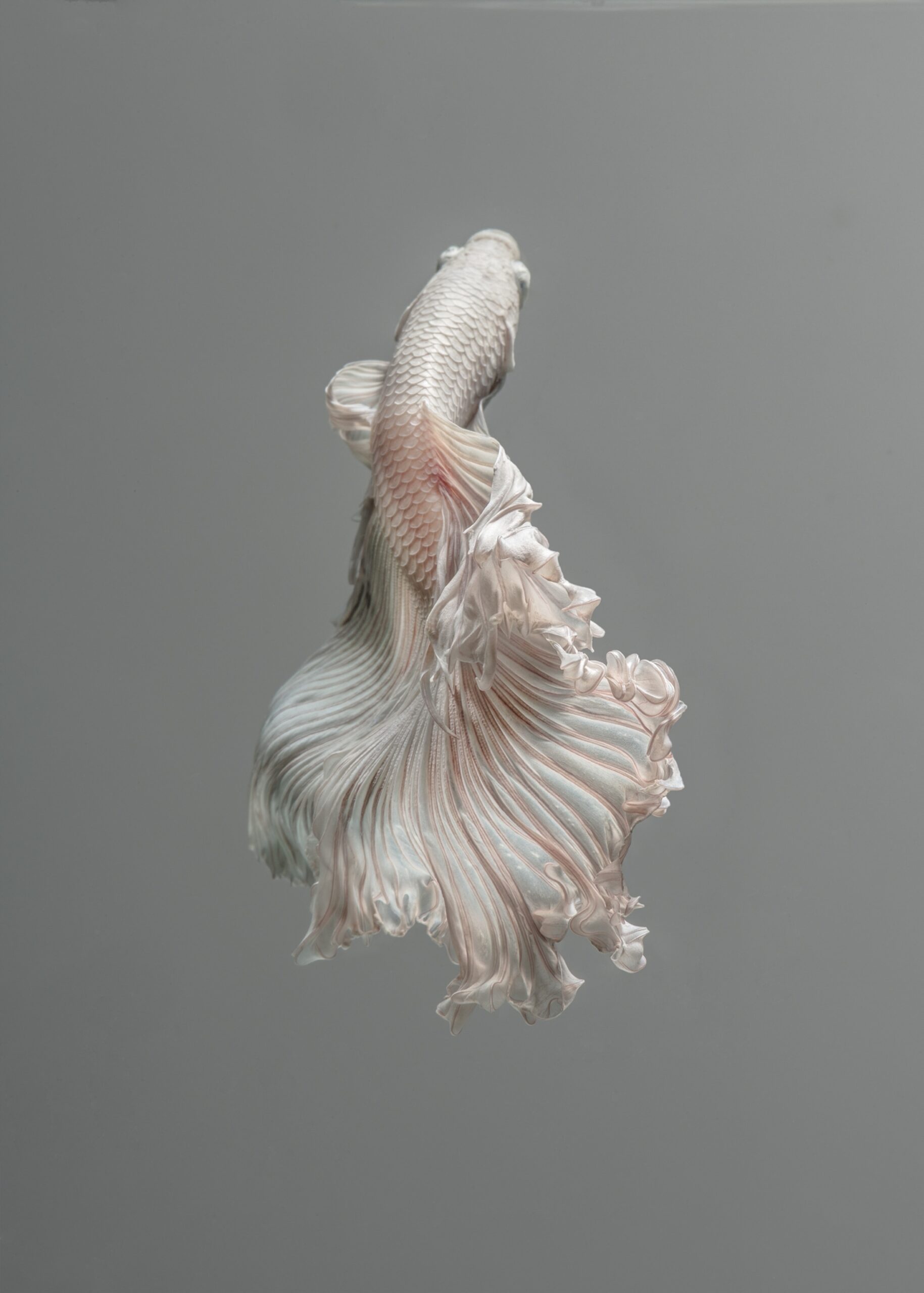 abispita bettas 4 scaled