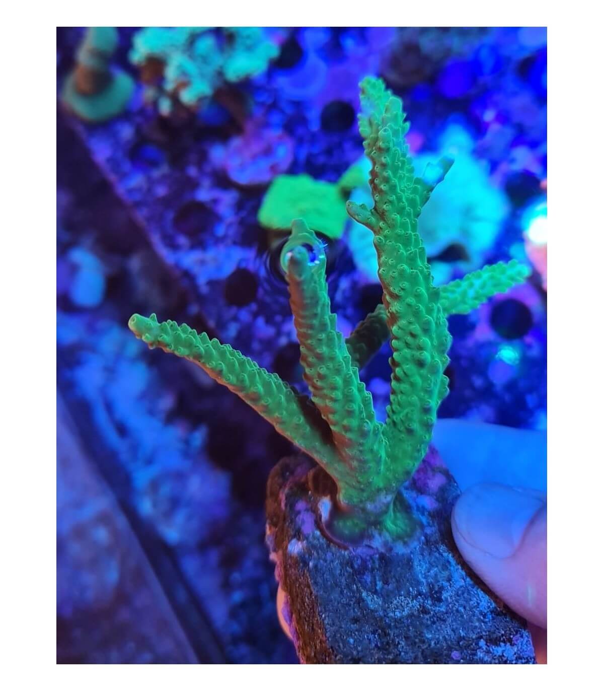 acuario el coralito 1