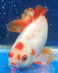 acuario el coralito 2