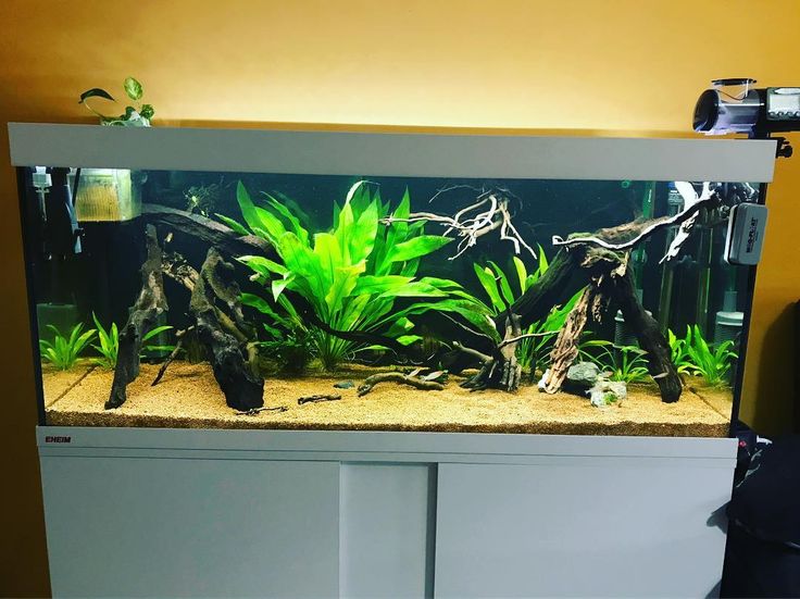 acuario veterinario amazonia 1