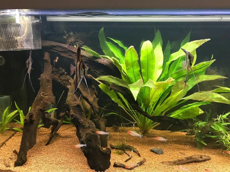 acuario veterinario amazonia 2