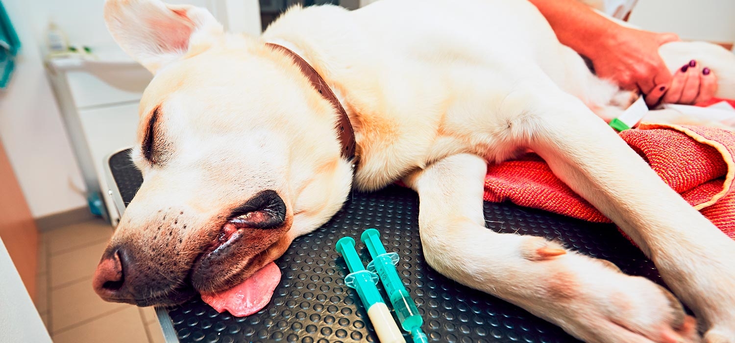 agric veterinaria castillo