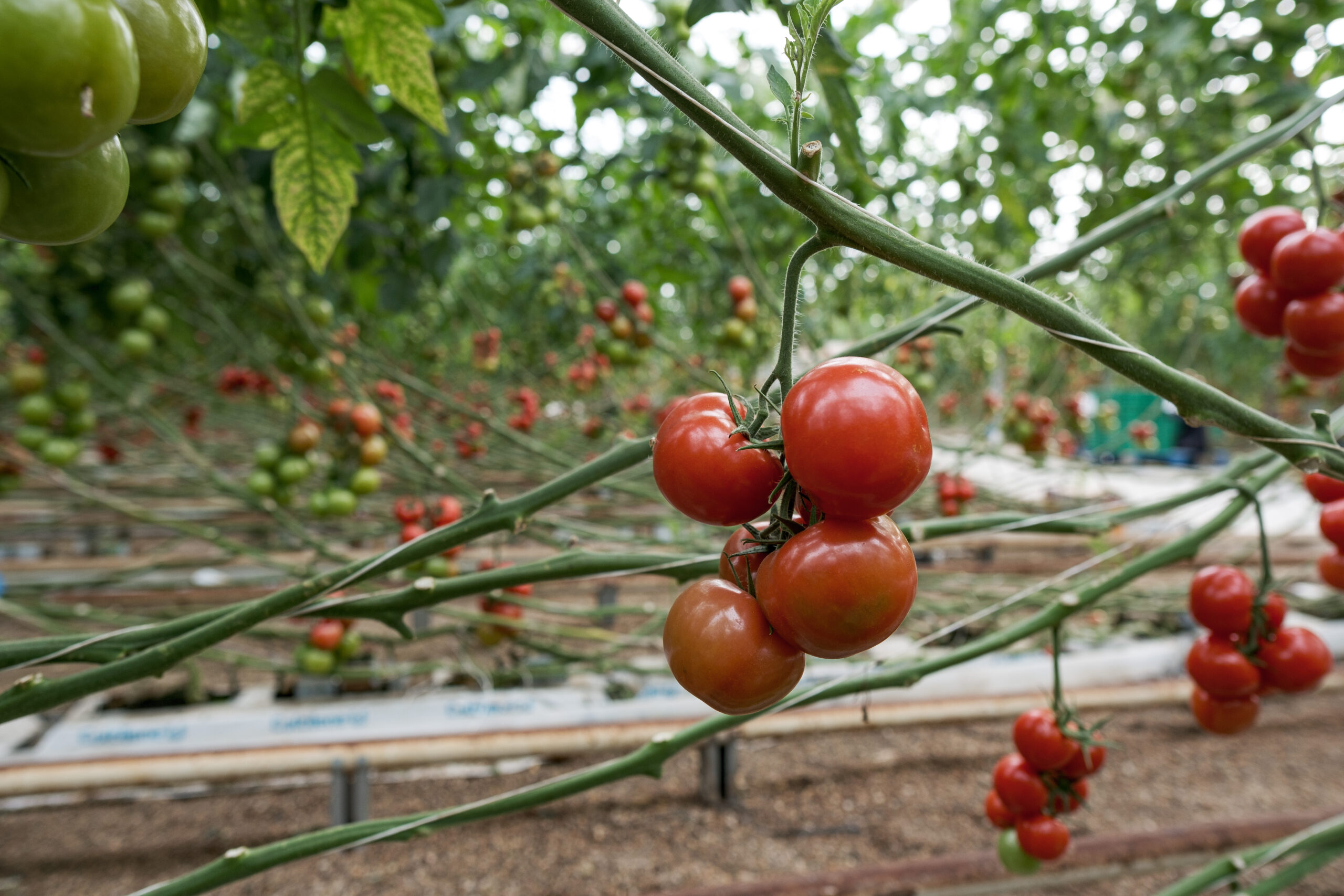 agricola del sol srl agrosol scaled