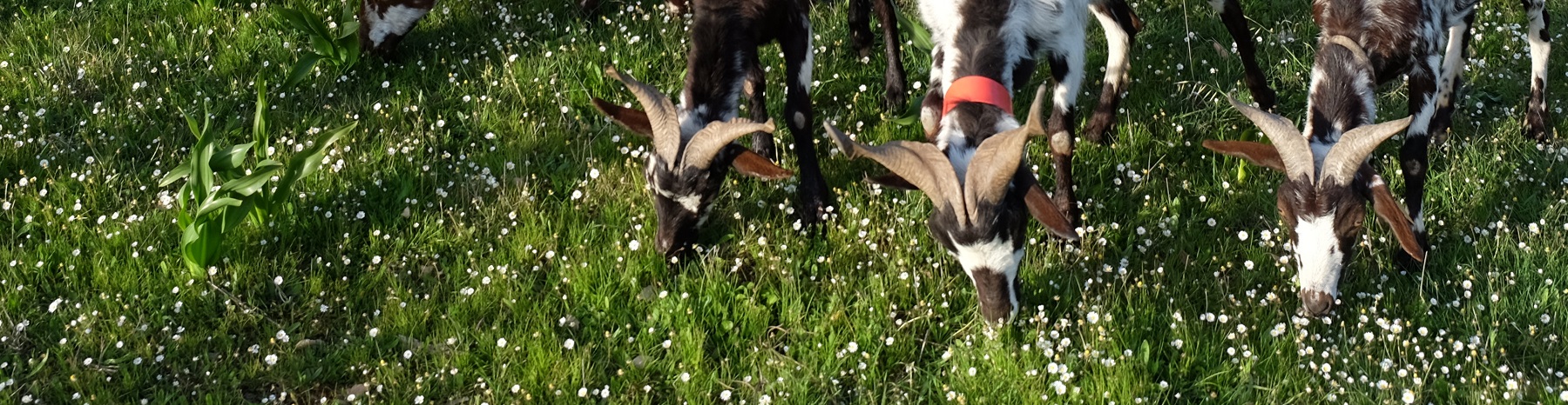 agro veterinaria atf