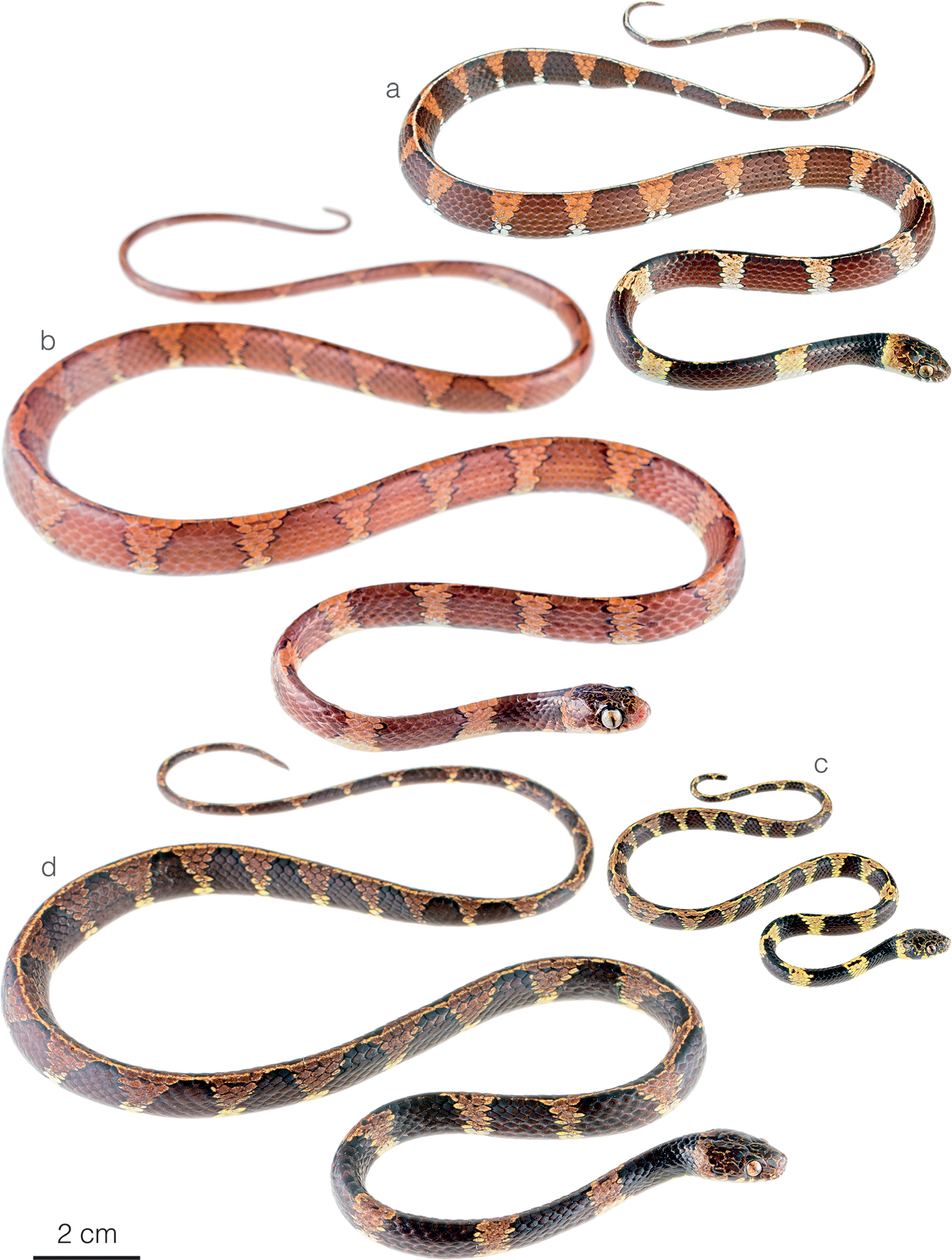 agro veterinaria batista