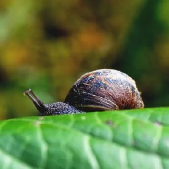 agro veterinaria caracol
