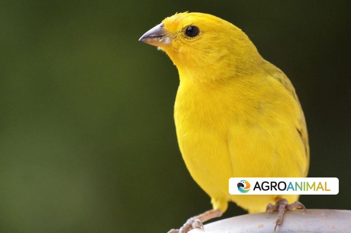 agro veterinaria el canario