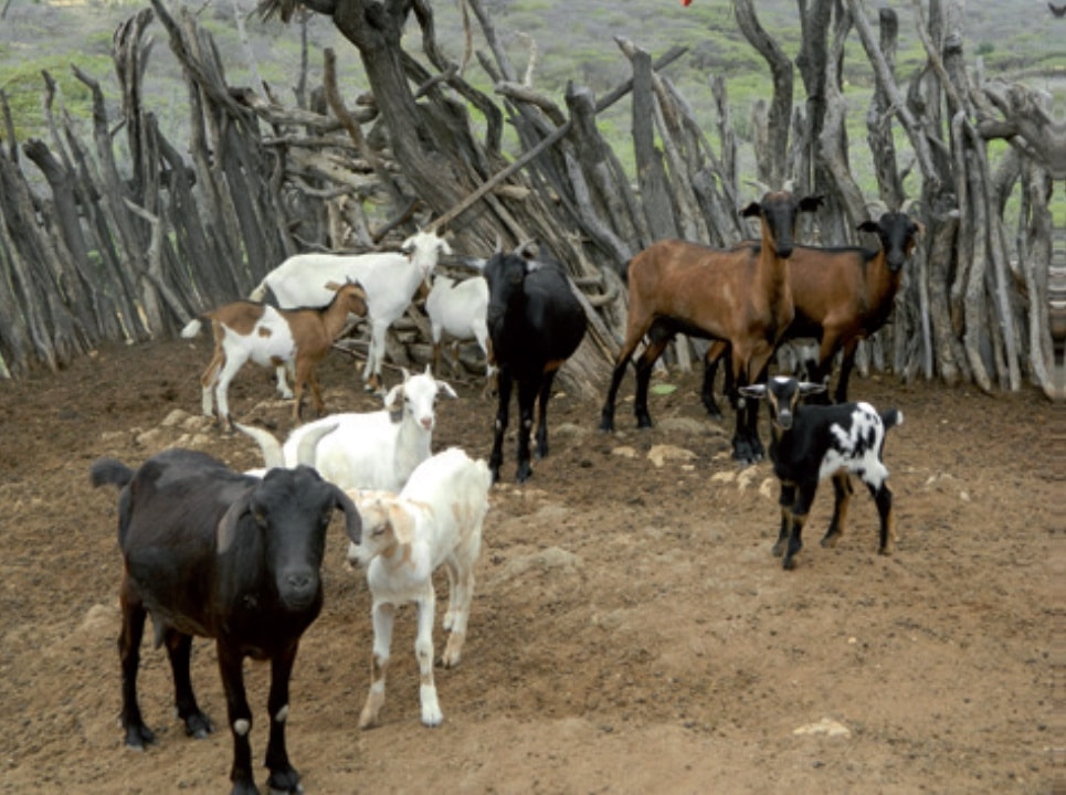 agro veterinaria el chivo