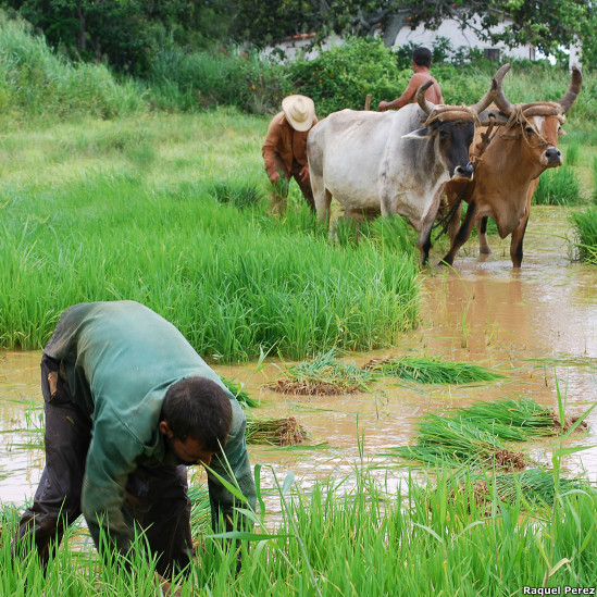agro veterinaria el cubano