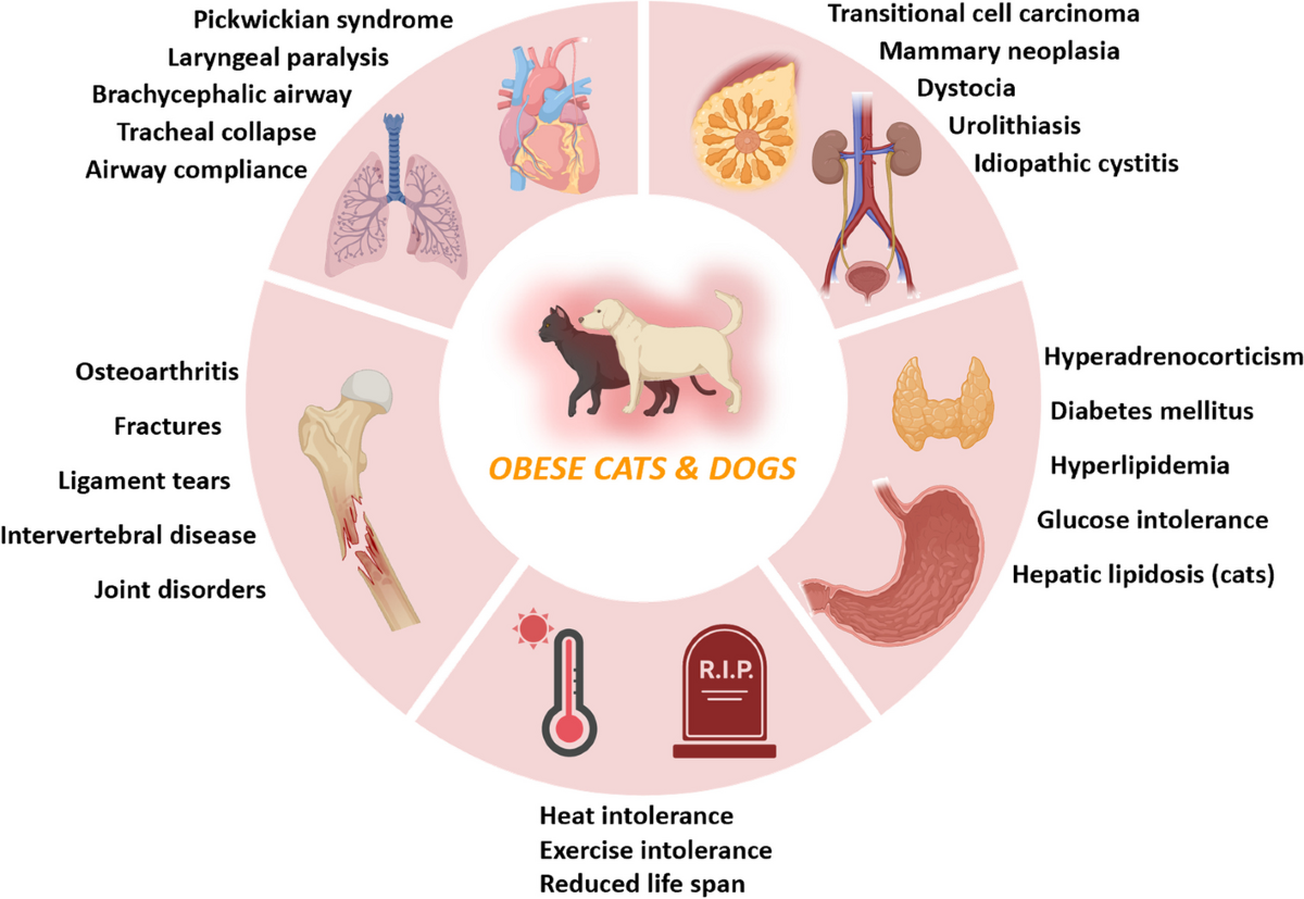 agro veterinaria rodriguez