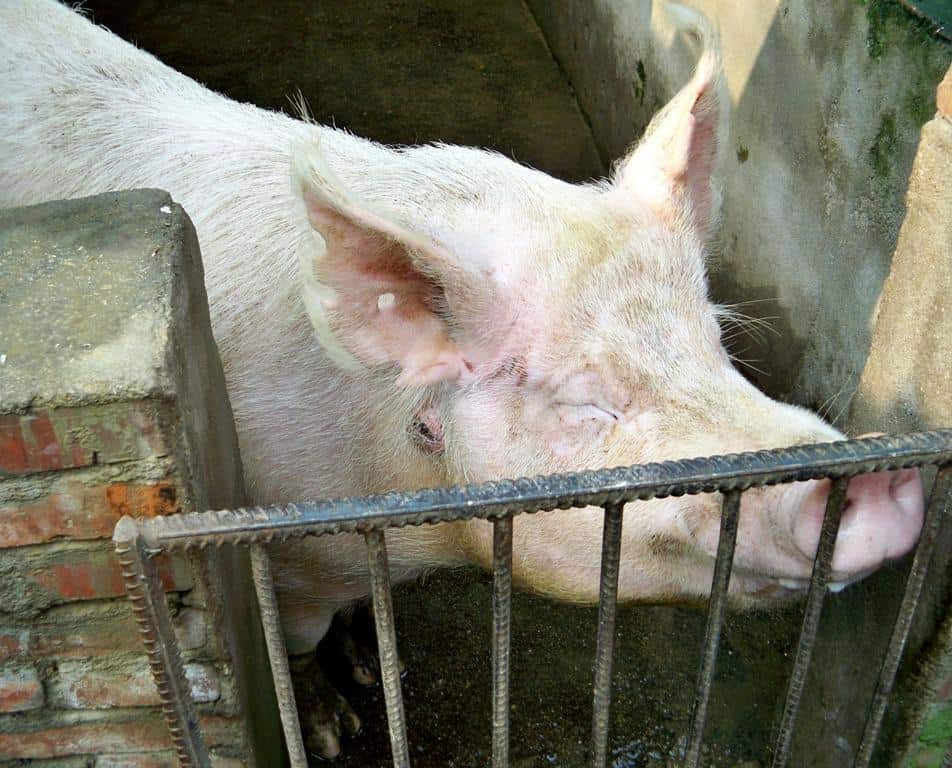 agro veterinaria vladimir