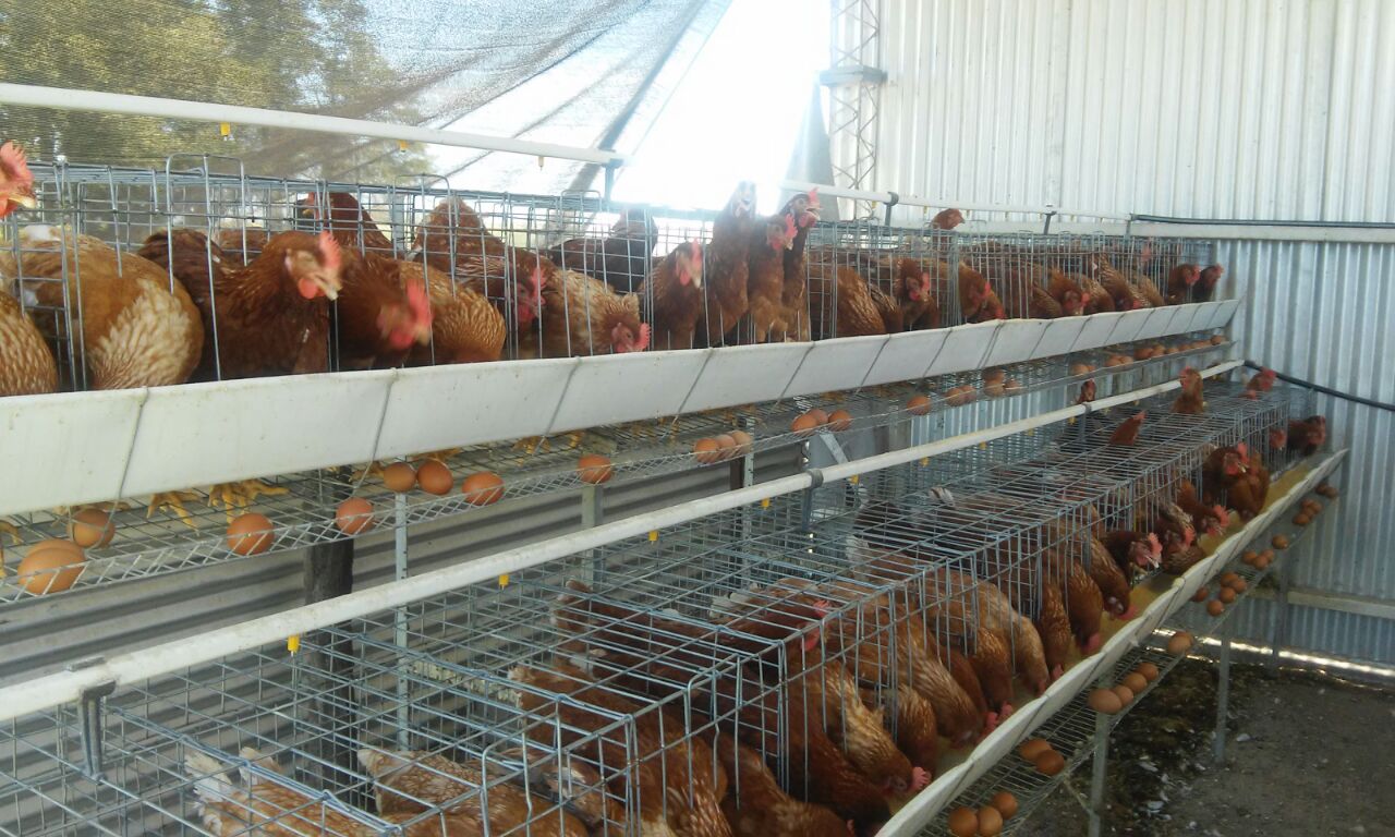 agropecuaria abreu polanco agropap srl