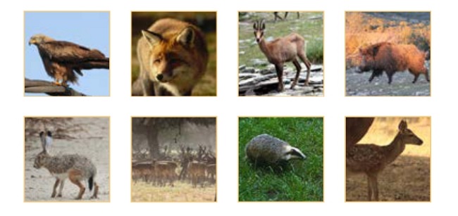 agropecuaria vida silvestre 2