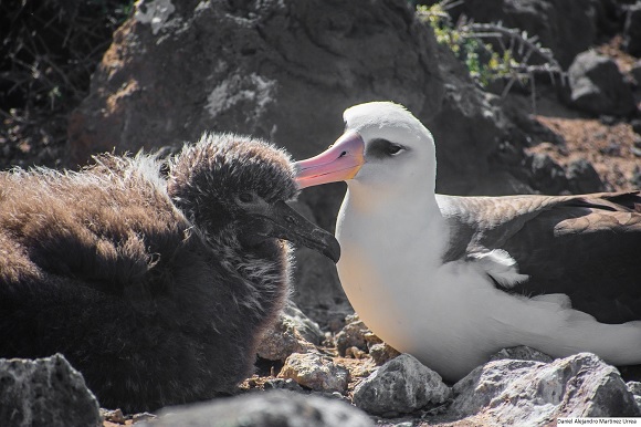 agropecuaria vida silvestre