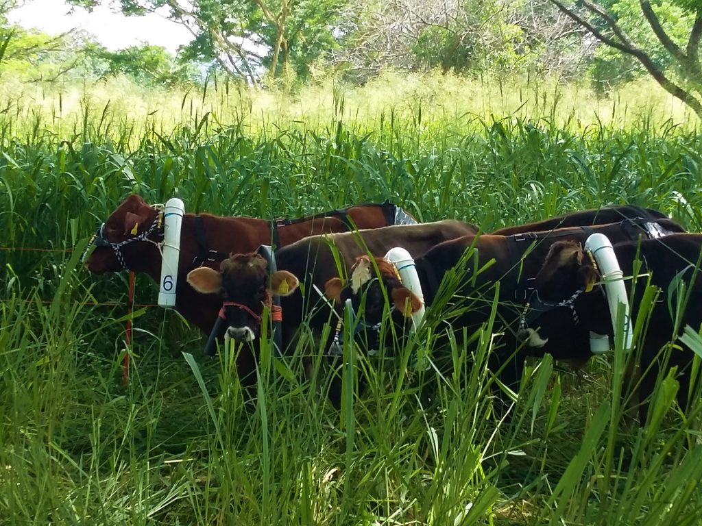 agroquimica y veterinaria gilberto