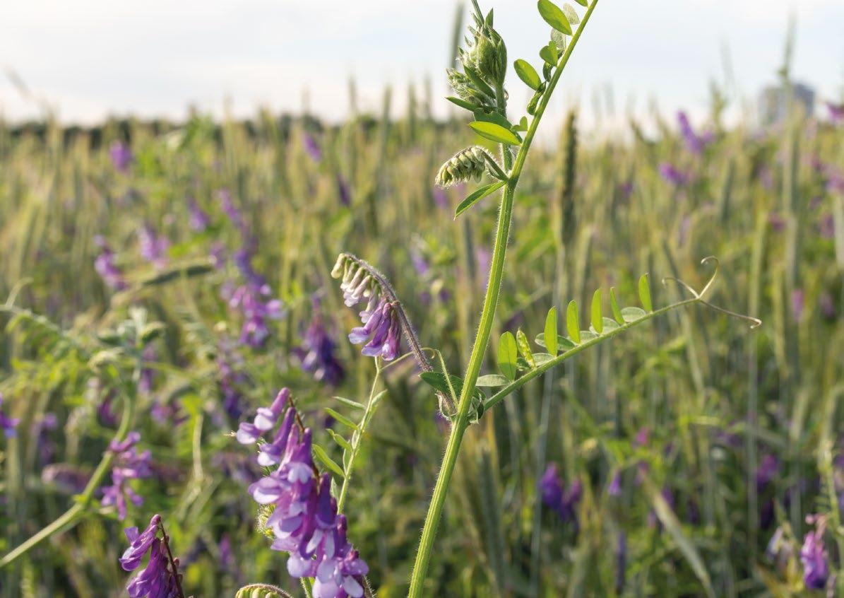 agroquimicos ella y yo rw 2