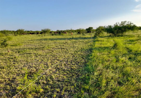 agroquimicos palmar norte 1