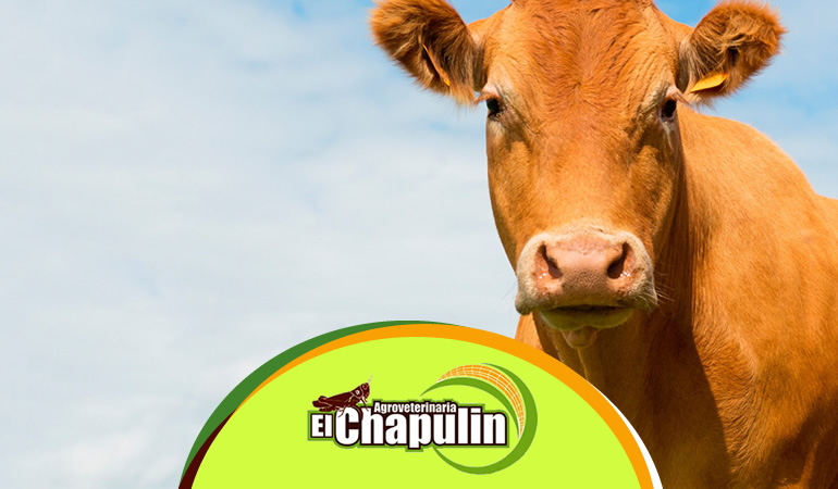 agroveterinaria donastorg