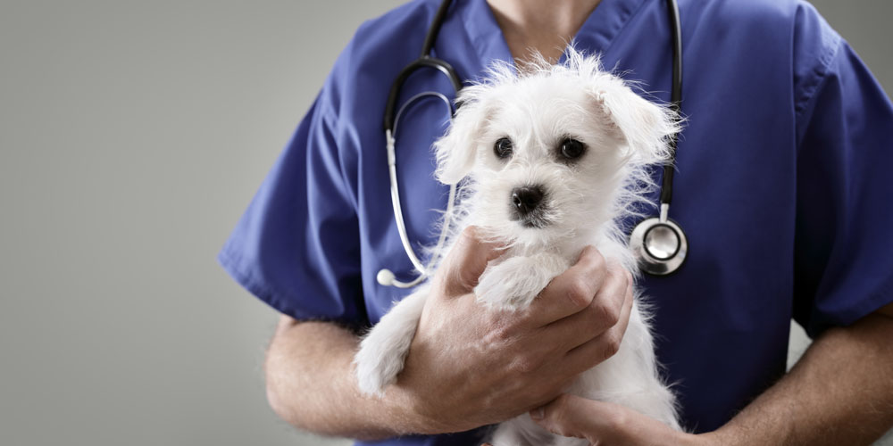 agroveterinaria dr gomez