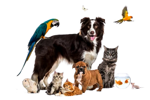 agroveterinaria el chonchito s r l