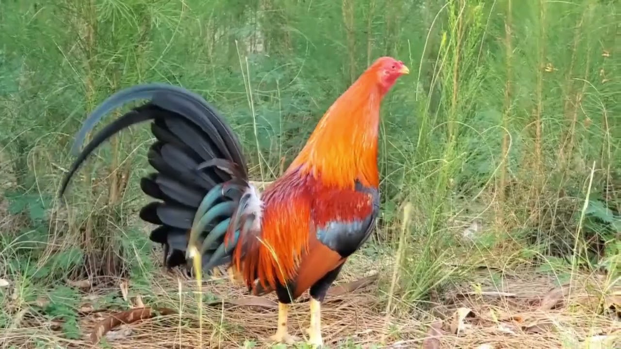 agroveterinaria los gallitos dominicanos s r l 2