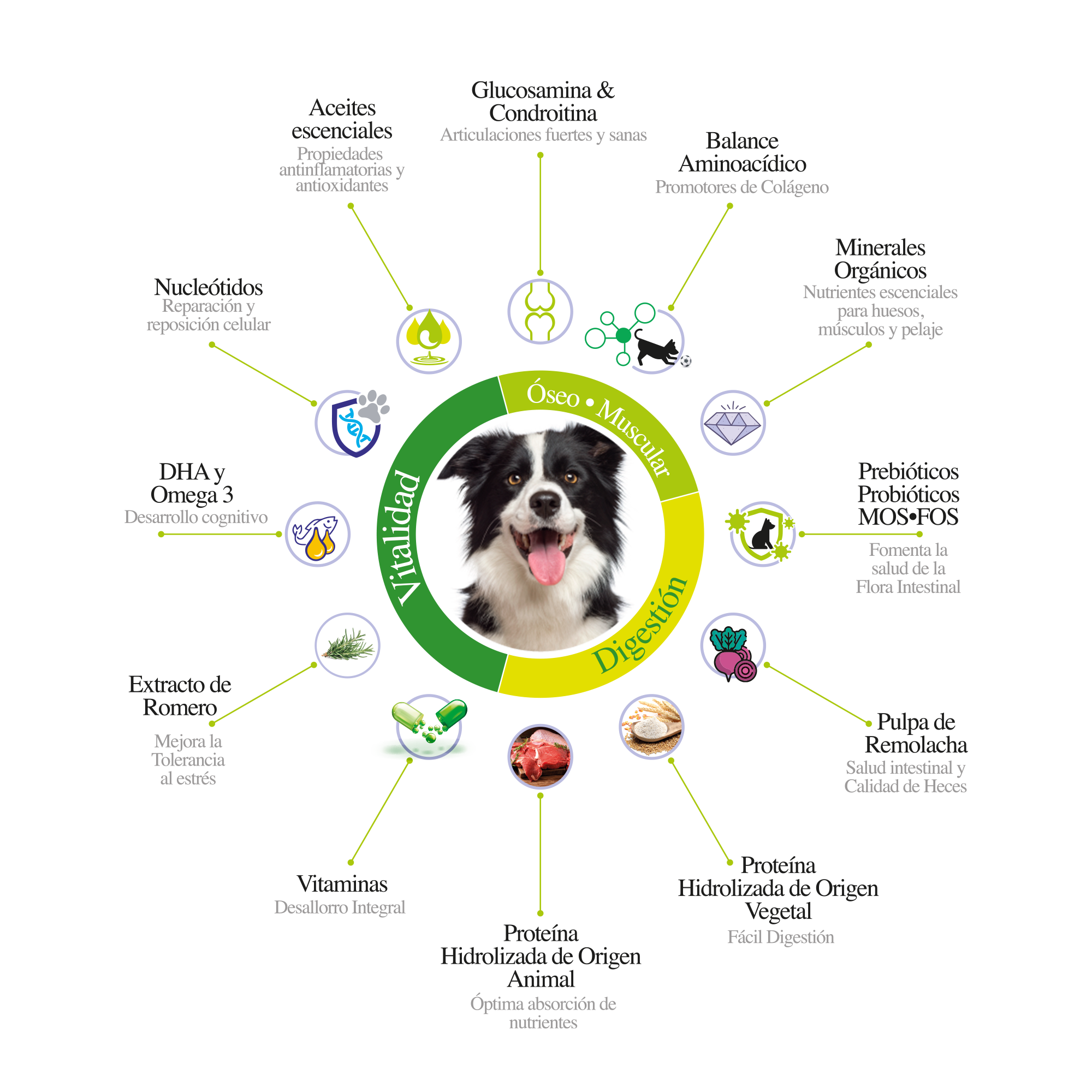 agroveterinaria mi mascota