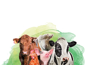 agroveterinaria nido de salud