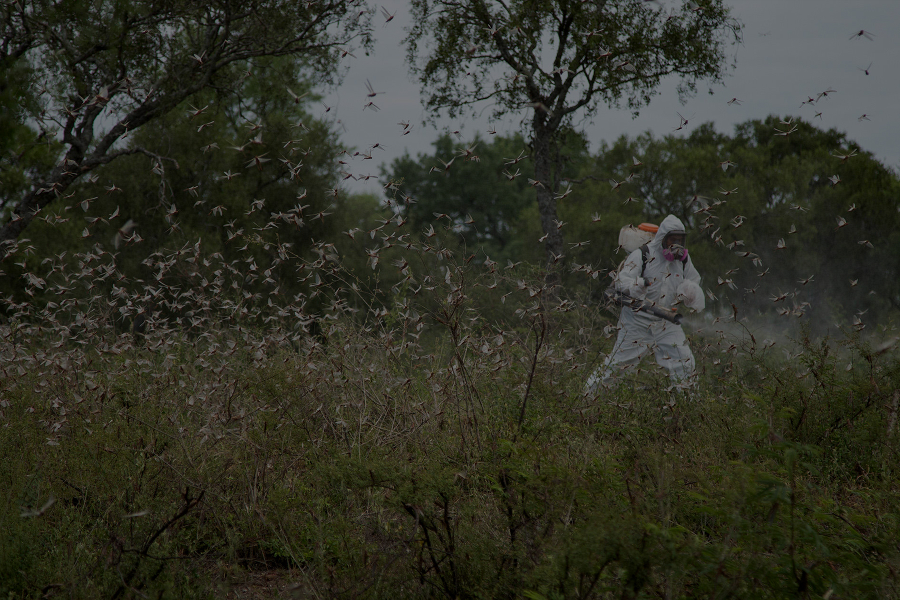 agroveterinaria porte 1