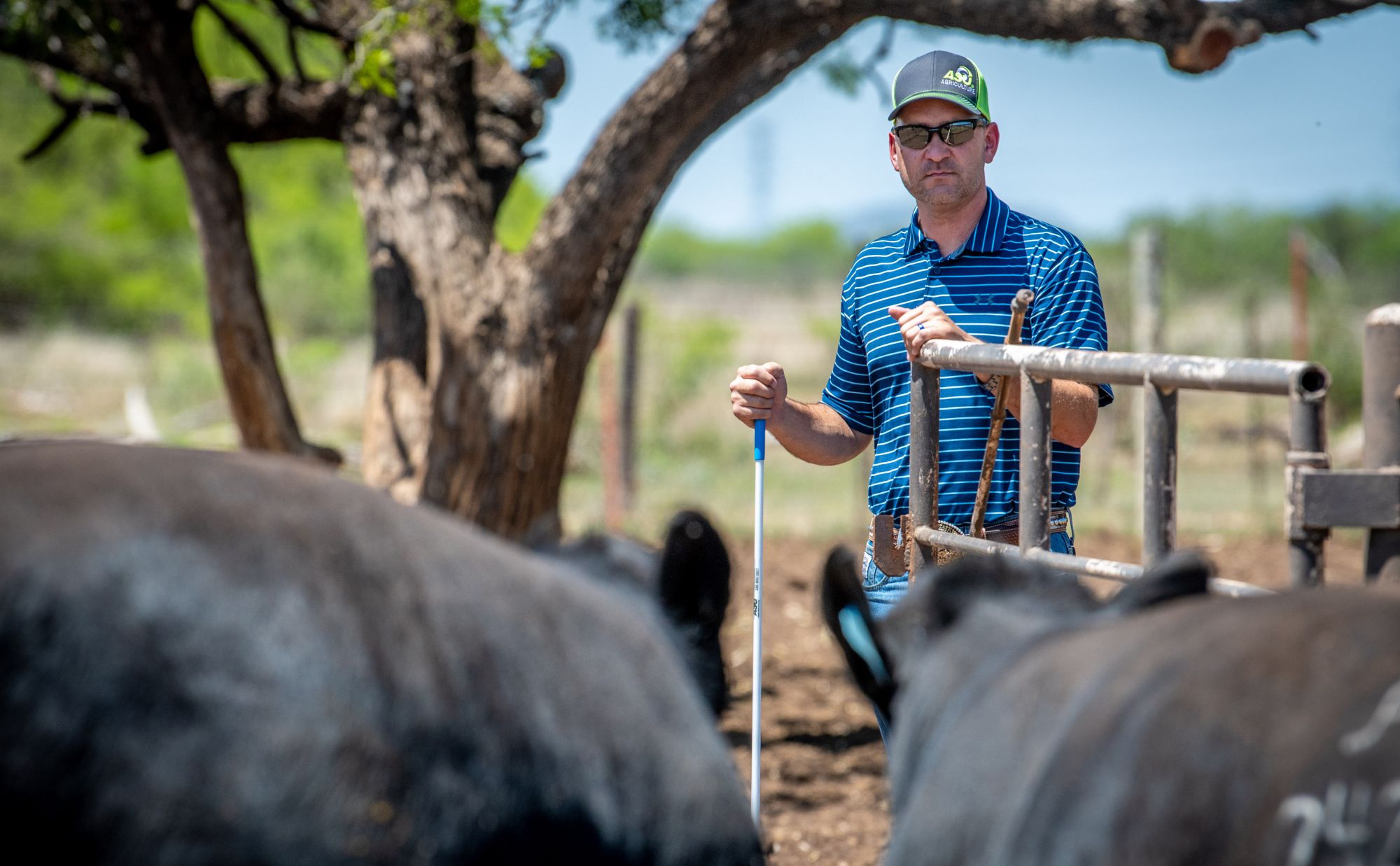 agroveterinaria the members ranch