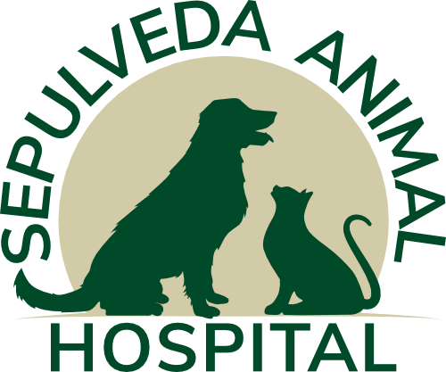 animal clinic hospital veterinario