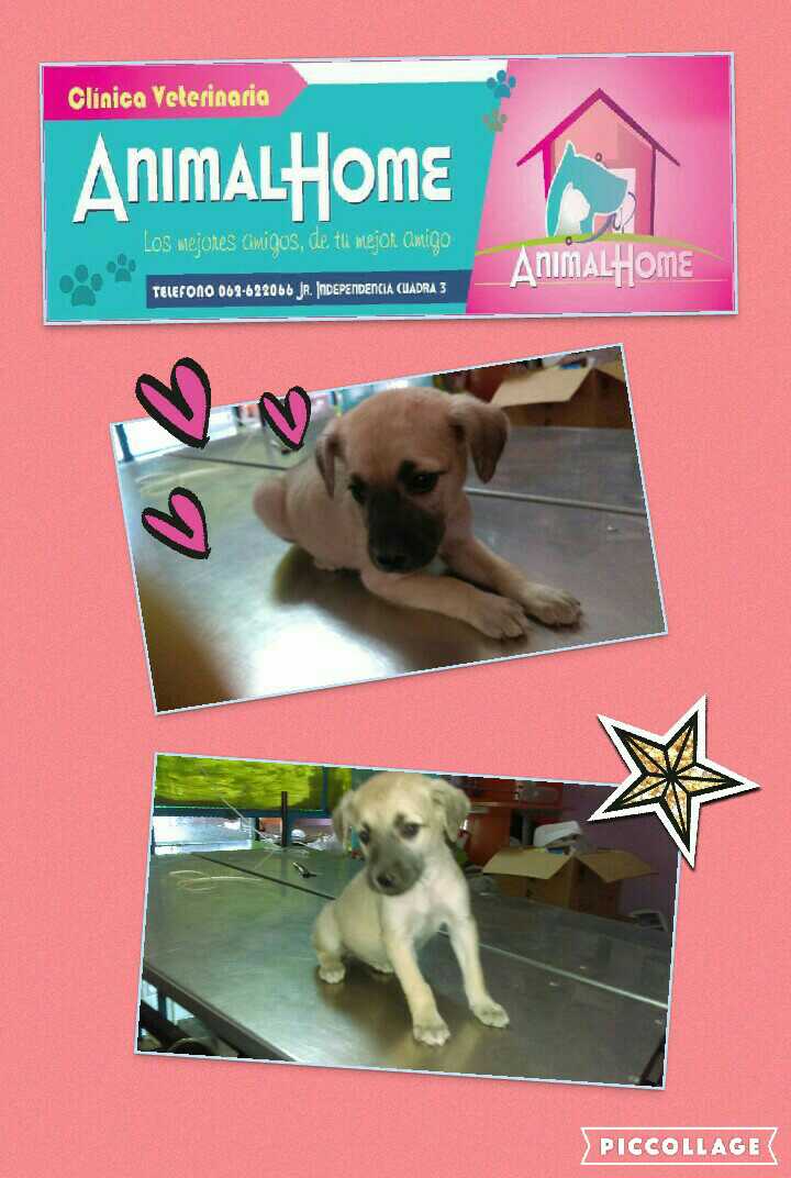 animal home veterinaria 1