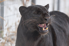 animalandia lovers rd