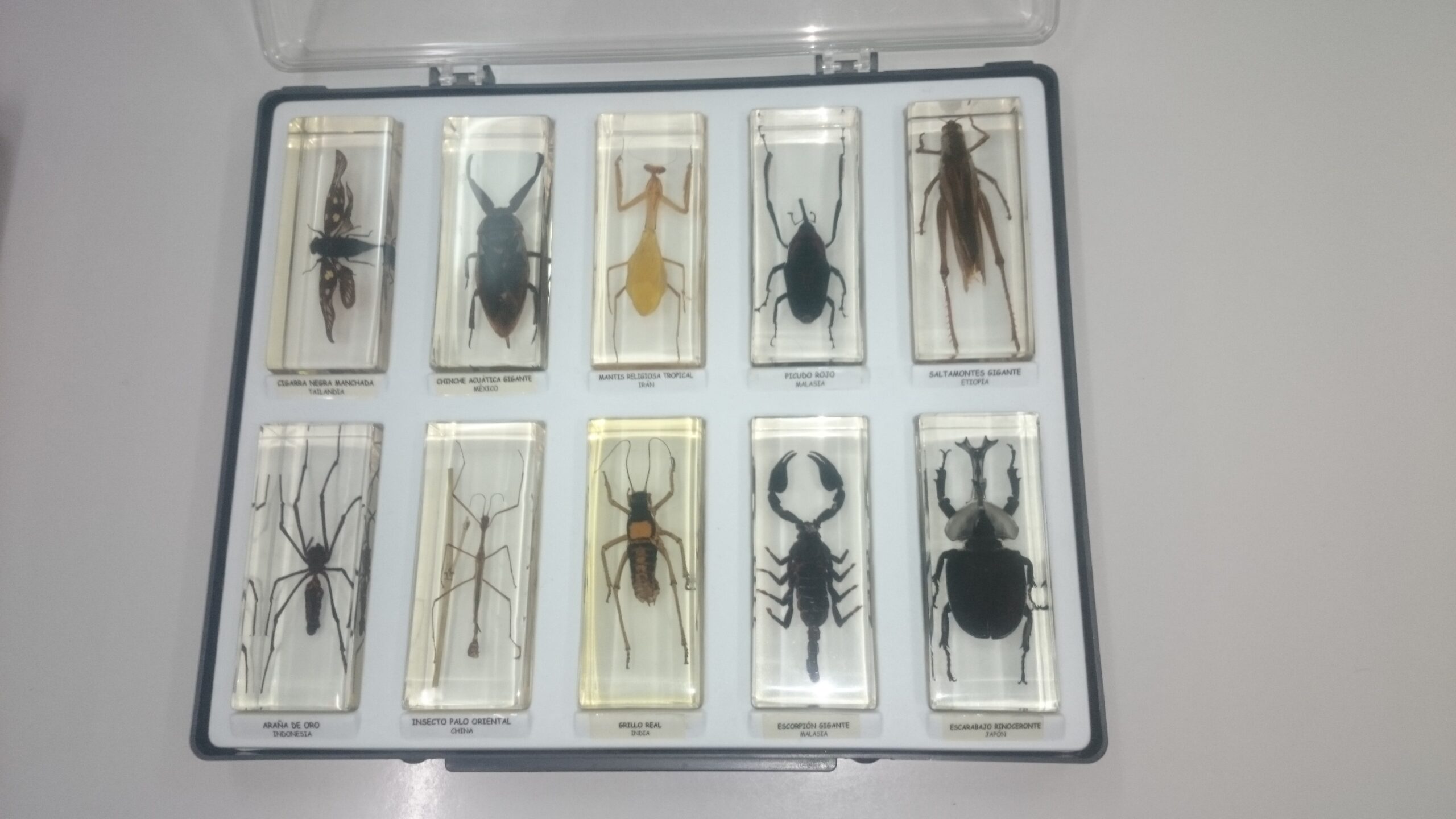 animalia oriental 1 scaled