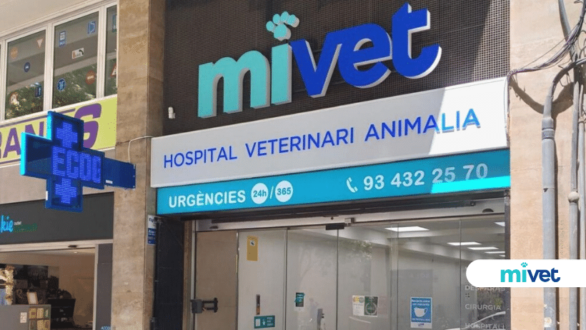 animalia veterinaria 1