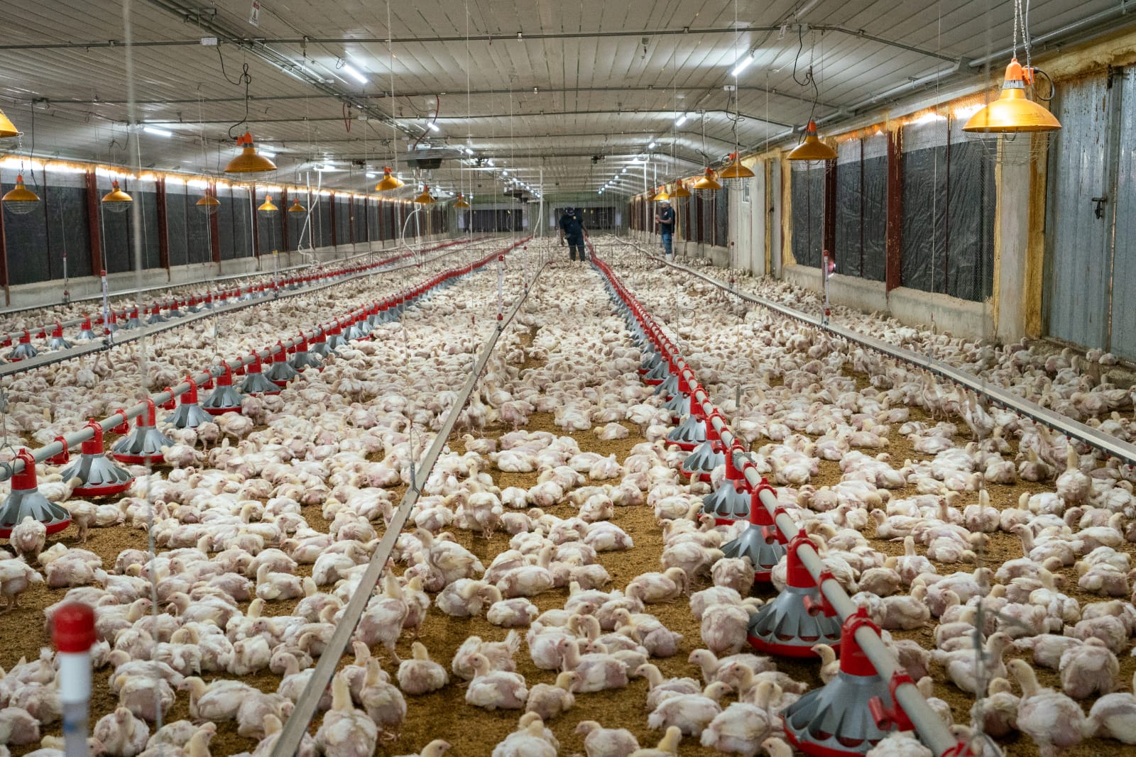 asociacion de productores de pollos de la vega asopovega