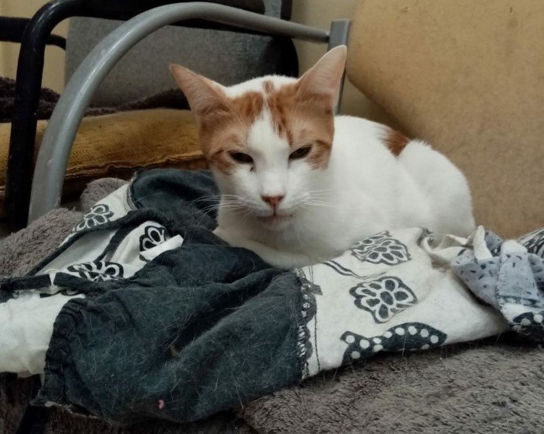 bienestar animal ii 2