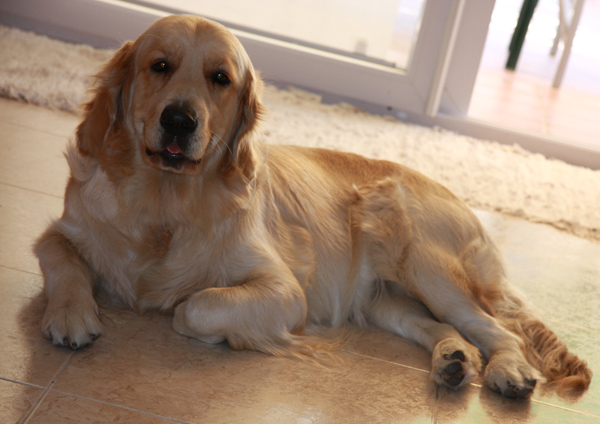 bienestar animal ii 3