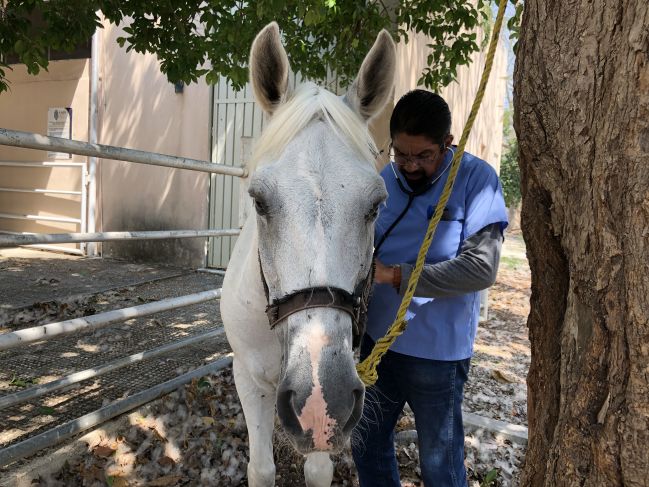 caballos salud sanchez