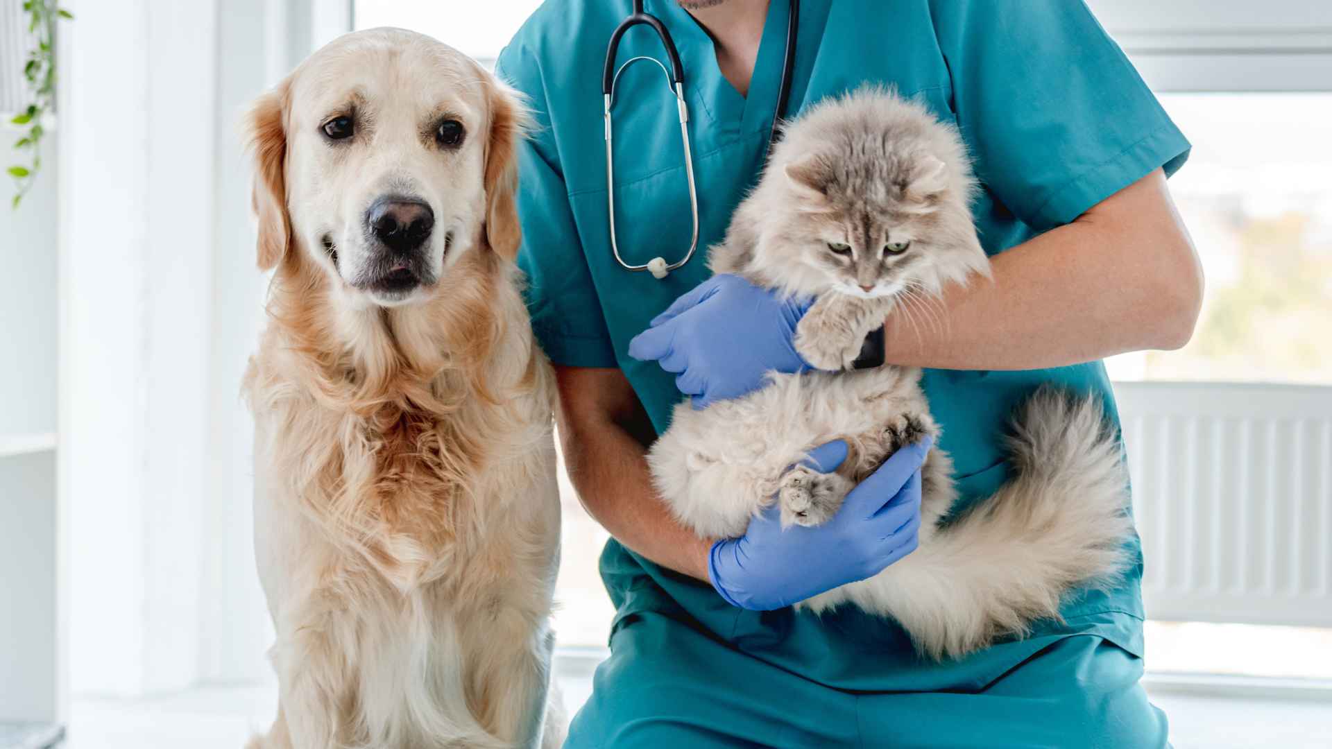 centro de especialidades medicas veterinarias cemvet 4