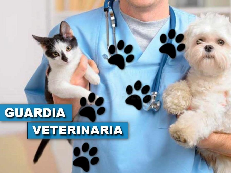 centro integral veterinario rio grande