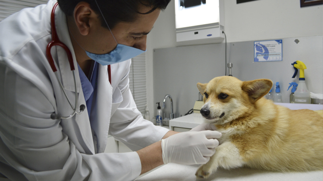 centro medico veterinario