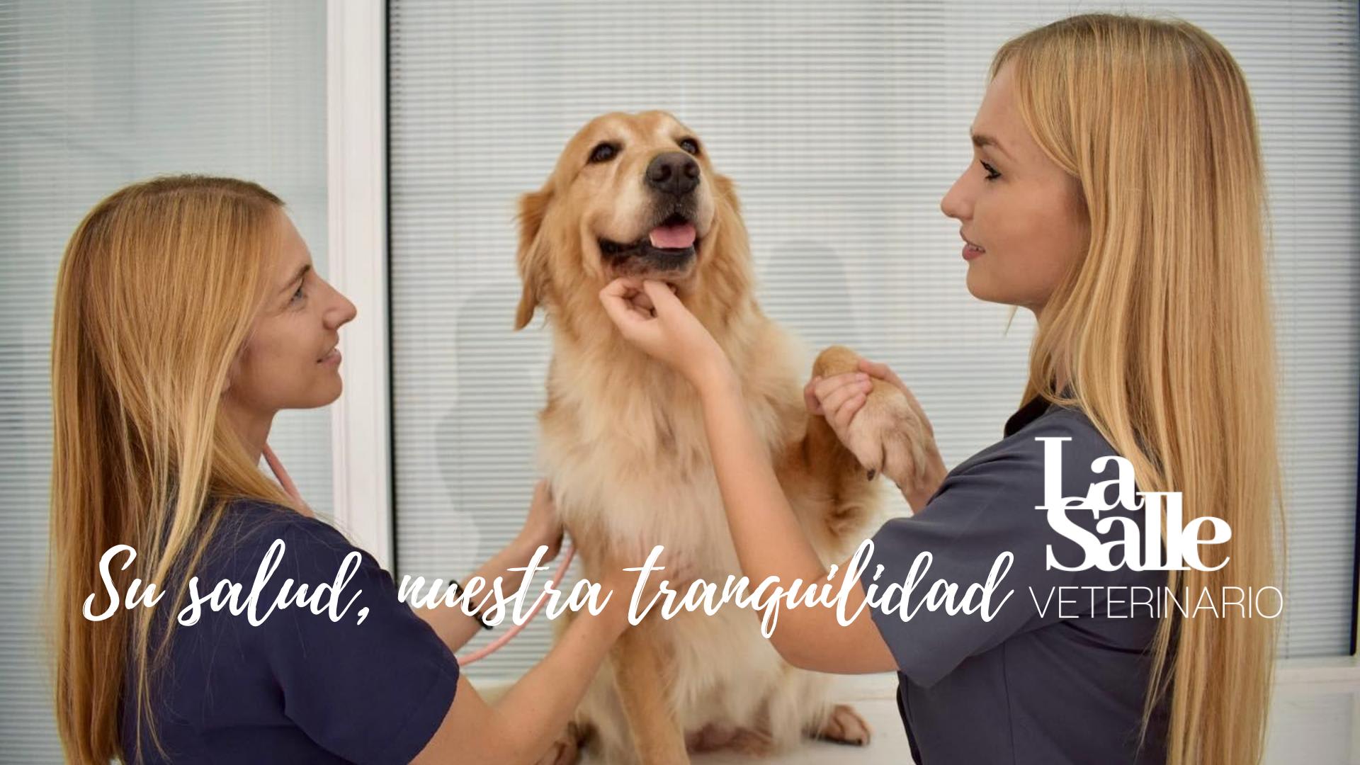 centro veterinario abreu