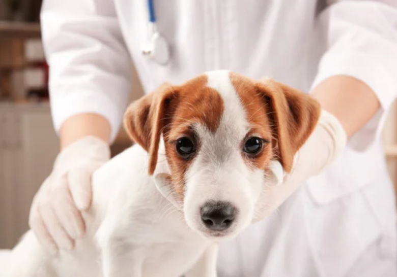 centro veterinario del caribe 1