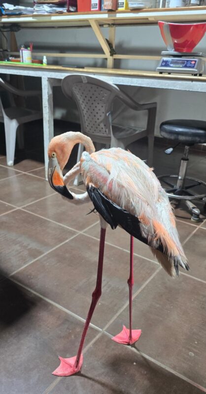 centro veterinario del caribe 4