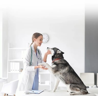 centro veterinario dr mena 3