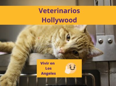 centro veterinario hollywoof 5