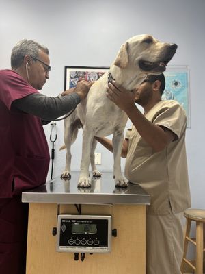 centro veterinario hollywoof 8