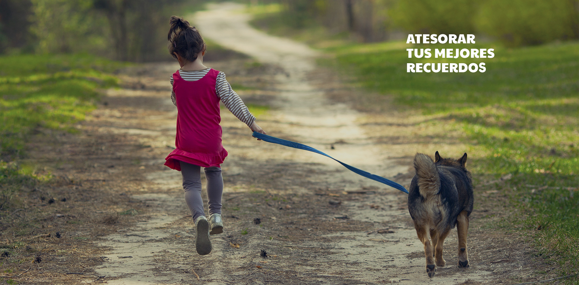 centro veterinario hollywoof 9