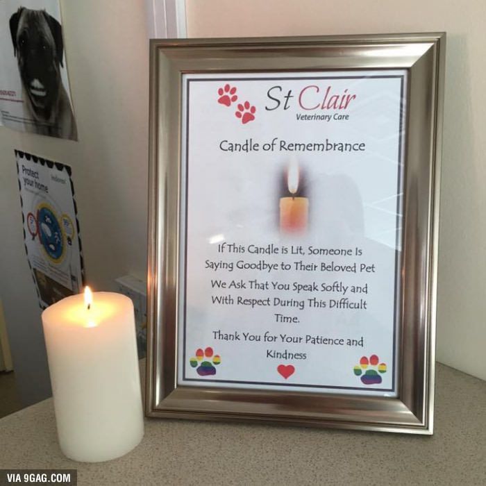 cera clinica veterinaria