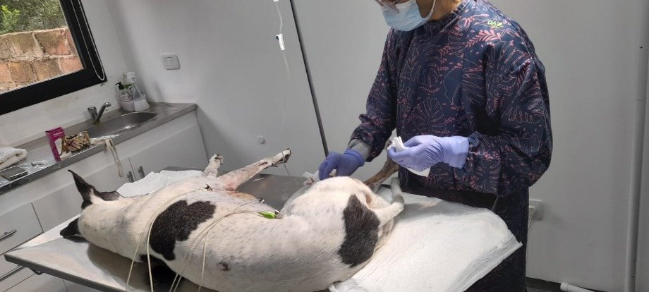 civ centro integral veterinario dr ferri